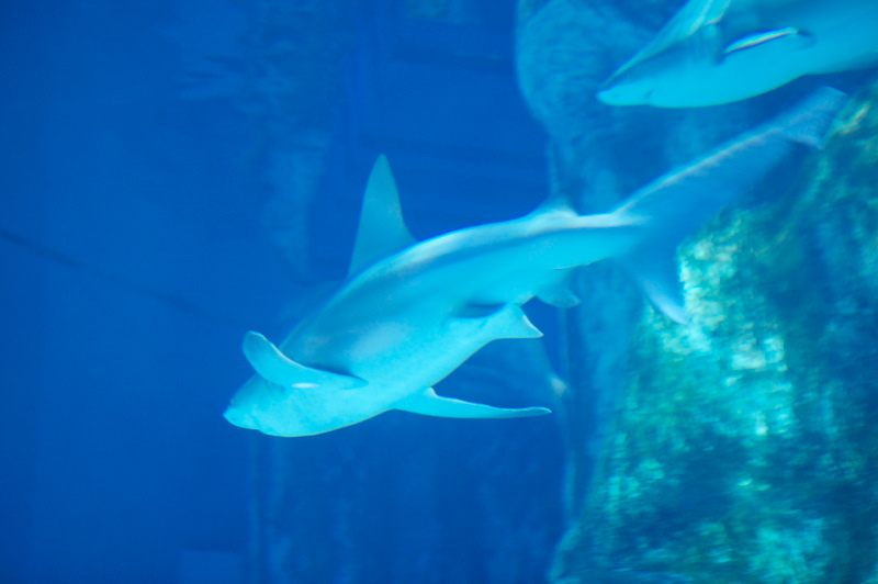 Sharks
