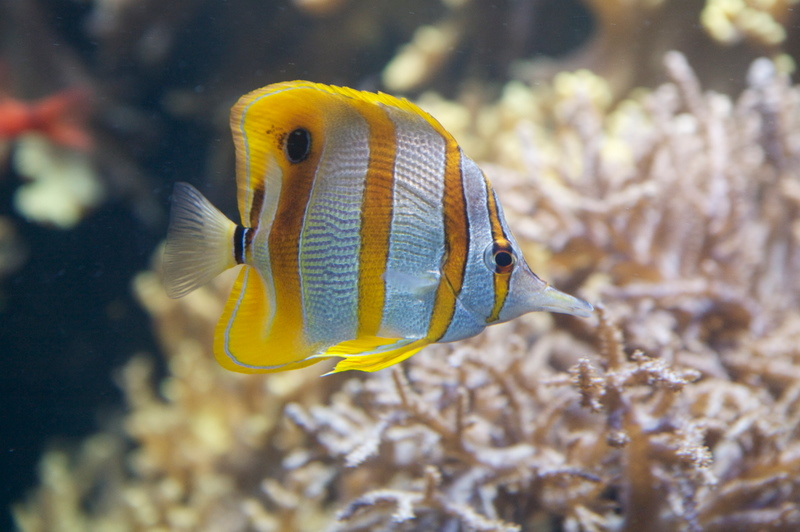 Aquarium