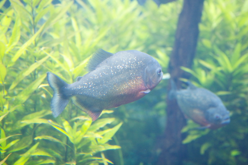 Aquarium