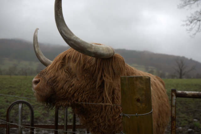 Scotland